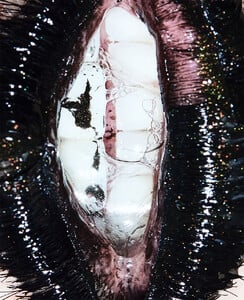 1592_Daphne_2.jpg