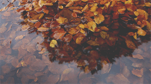 image.gif