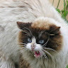 LENORA