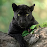 prowlingalphakitty