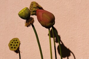 IMG_0151.jpeg