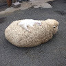 Cherrysheep