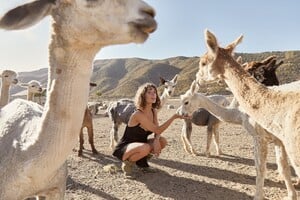 LaceySheep-16.jpg