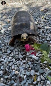 IMG_6242.thumb.jpeg.9415324f52f8491065a569f4246ad4d3.jpeg