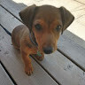 Mr Chico