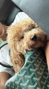 Kika Gomes - Instagram [2025.08.27] Dog 2.jpg