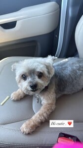 Arianny Celeste - Instagram [2025.07.31] Dog.jpg