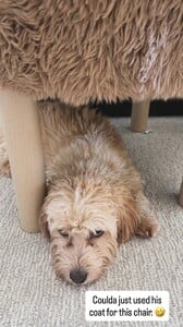 Arianny Celeste - Instagram [2025.09.23] Dog.jpg