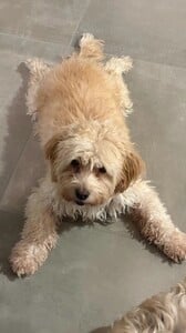 Arianny Celeste - Instagram [2025.11.04] Dog.jpg