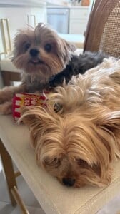 Arianny Celeste - Instagram [2025.11.24] Dogs.jpg