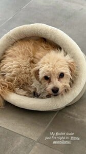 Arianny Celeste - Instagram [2025.11.30] Dog.jpg