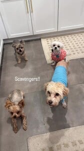 Arianny Celeste - Instagram [2026.01.26] Dogs.jpg