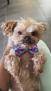 Arianny Celeste - Instagram [2026.02.25] Dog.jpg