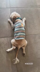 Arianny Celeste - Instagram [2026.02.27] Dog.jpg