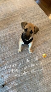 Ashley Smouter - Instagram [2025.01.16] Dog.jpg